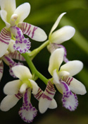 Santa Barbara Orchid Show Dendrobium