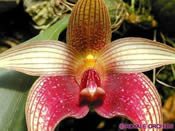 Cal Orchid Bulbophyllum Facetum