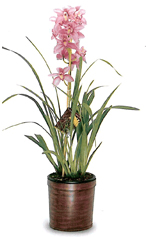 Gallup & Stribling Cymbidium Plant