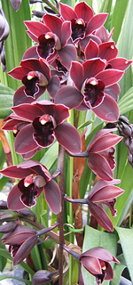 Hatfield Cymbidium Orchid Nursery