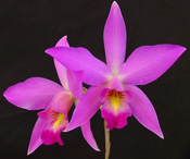 Santa Barbara Orchid Estate Laelia