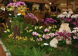 Zuma Canyon Exhibit in Santa Barbara Orchid Show