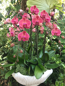 Zuma Orchids